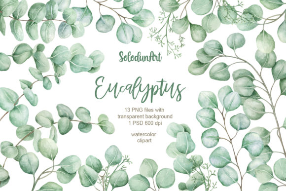 Download Watercolor Eucalyptus Clipart - Premium Resources
